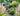 Gardening with Grasses
