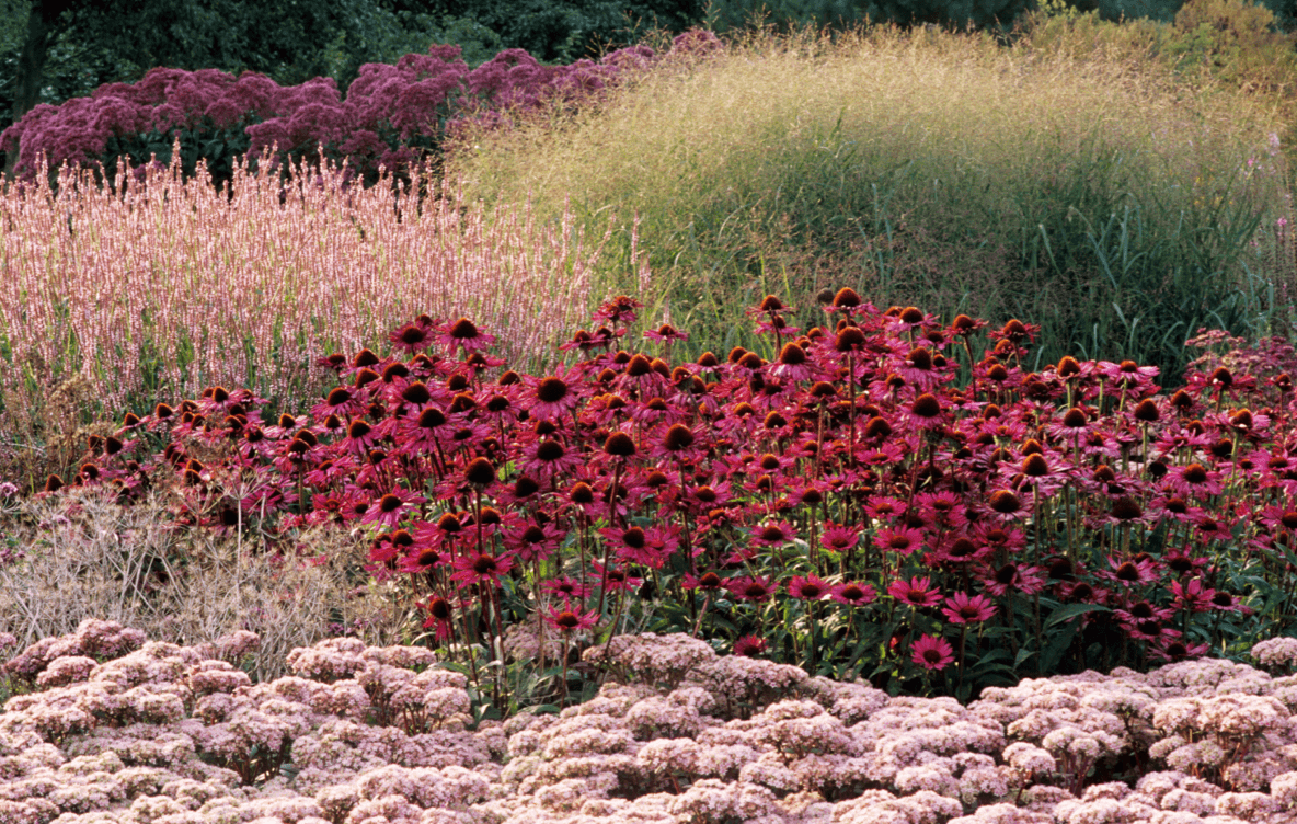 Planting the Piet Oudolf style