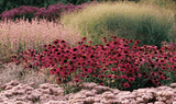 Planting the Piet Oudolf style