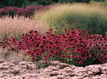 Planting the Piet Oudolf style
