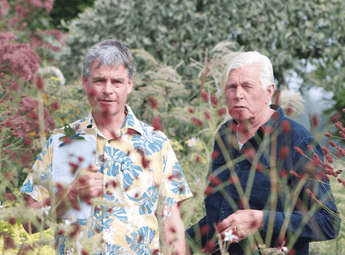 Planting like Piet Oudolf 