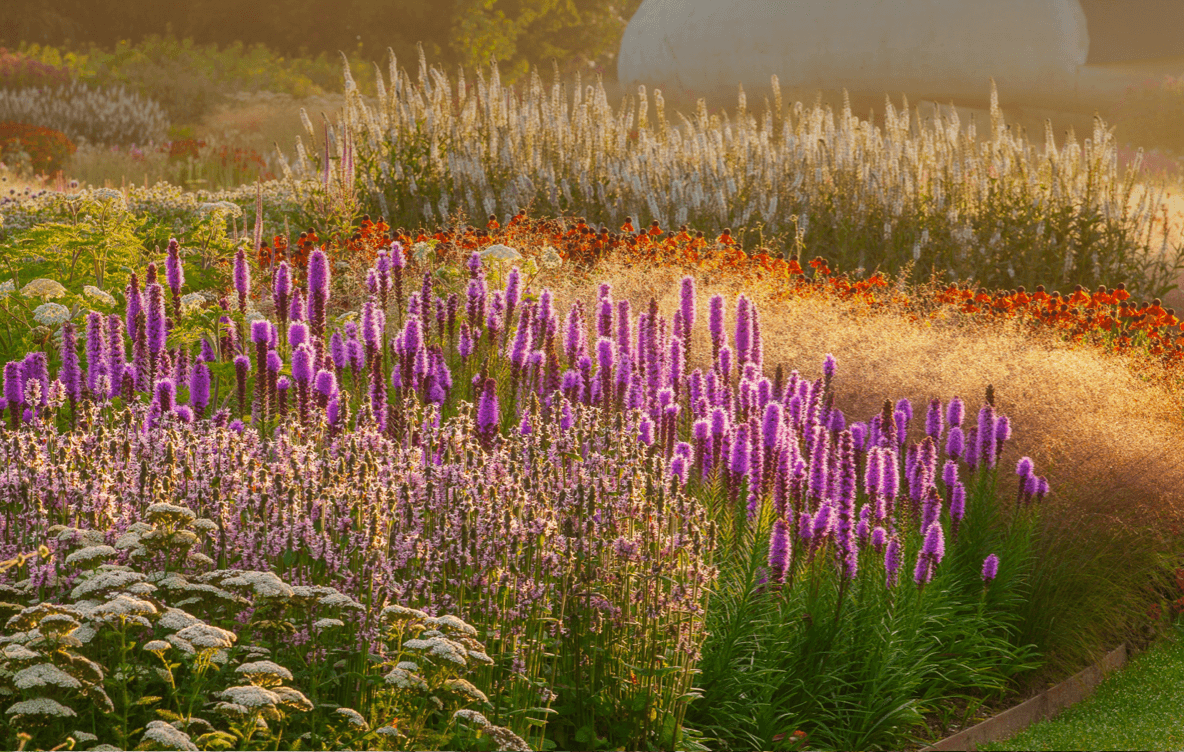 Planting the Piet Oudolf Way