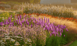 Planting the Piet Oudolf Way