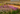 Planting the Piet Oudolf Way
