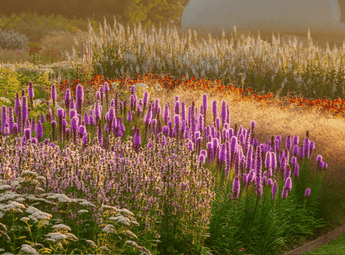Planting the Piet Oudolf Way