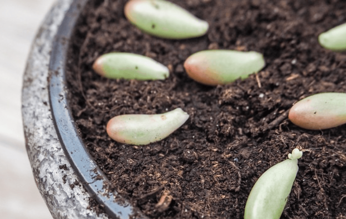 Propagation