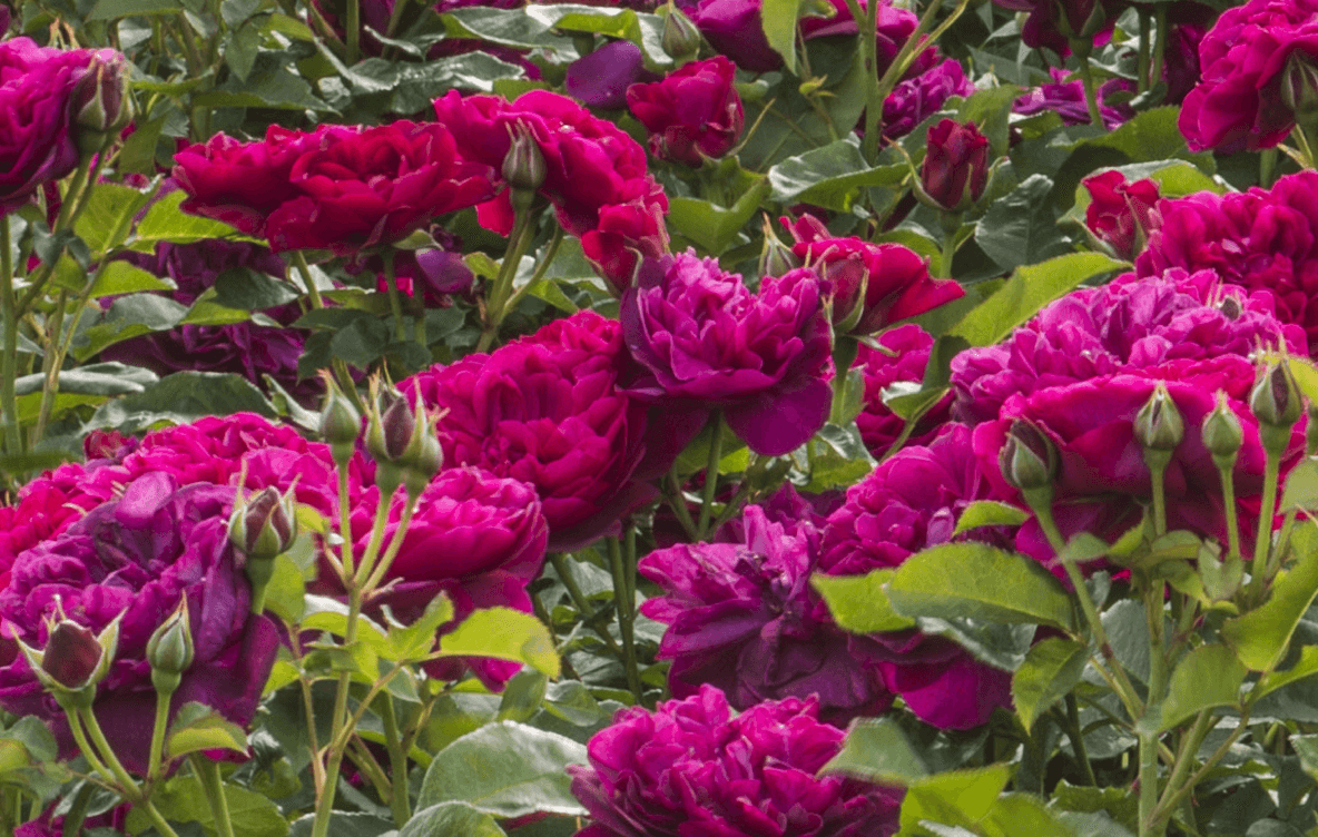Roses online course