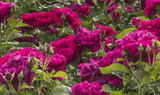 Roses online course