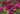 Roses online course