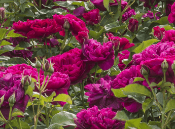 Roses online course