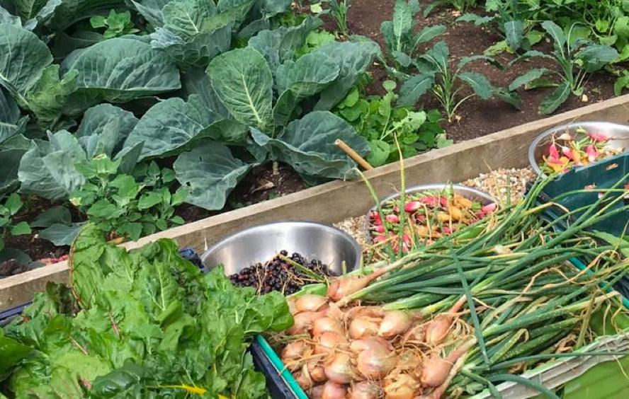 Next Level Veg Patch