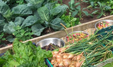 Next Level Veg Patch