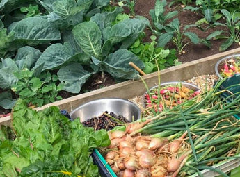 Next Level Veg Patch