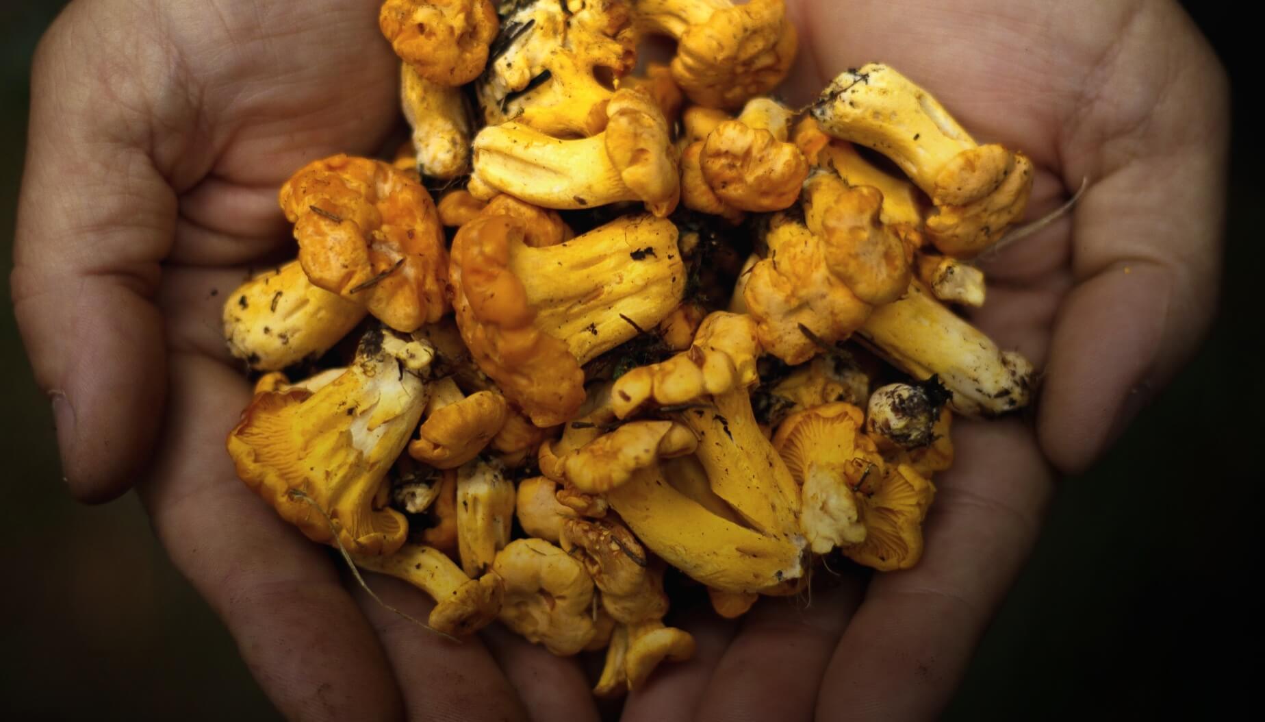 Foraging & Feasting