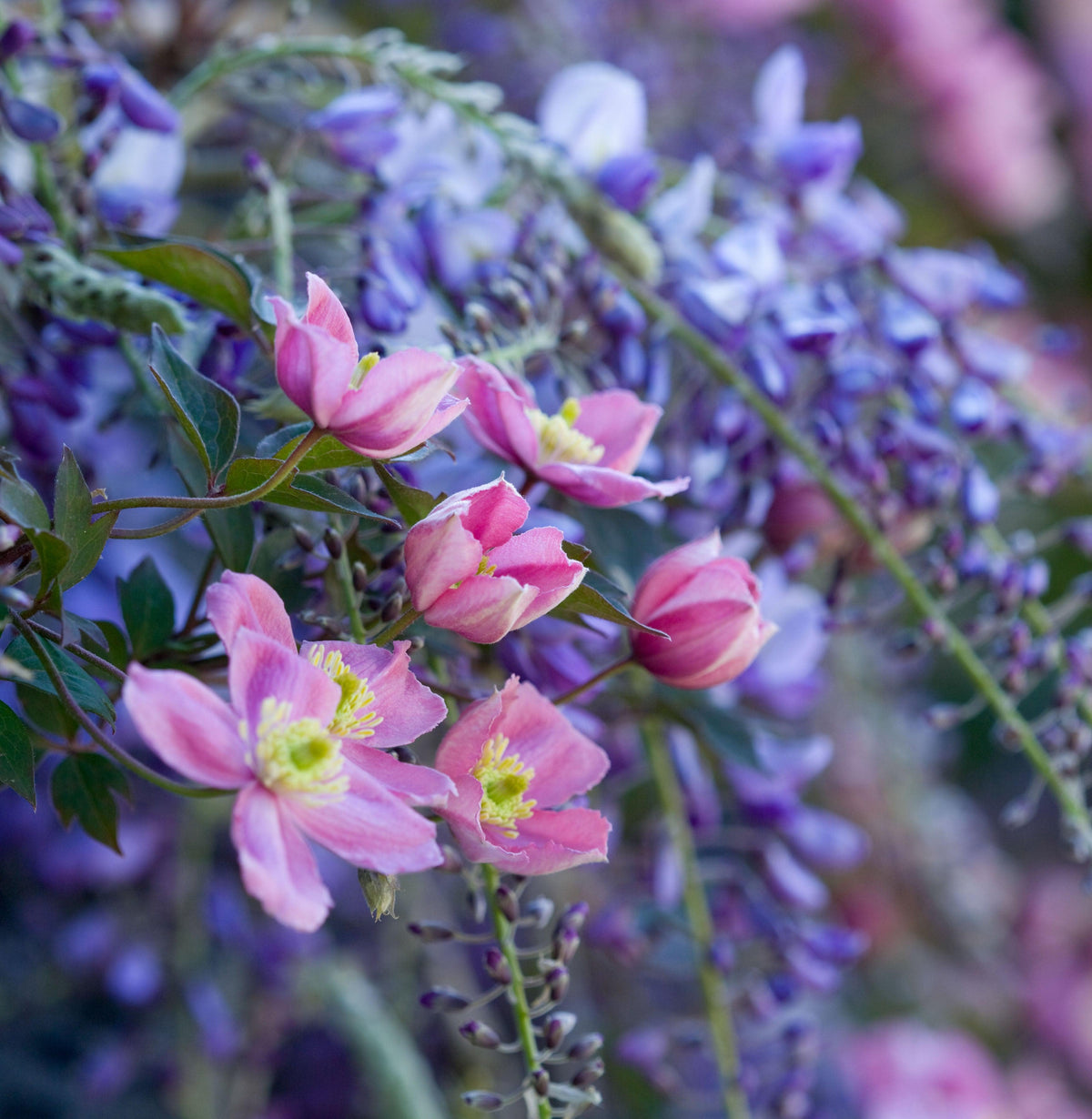 Scented Garden
