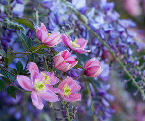 The Scented Garden