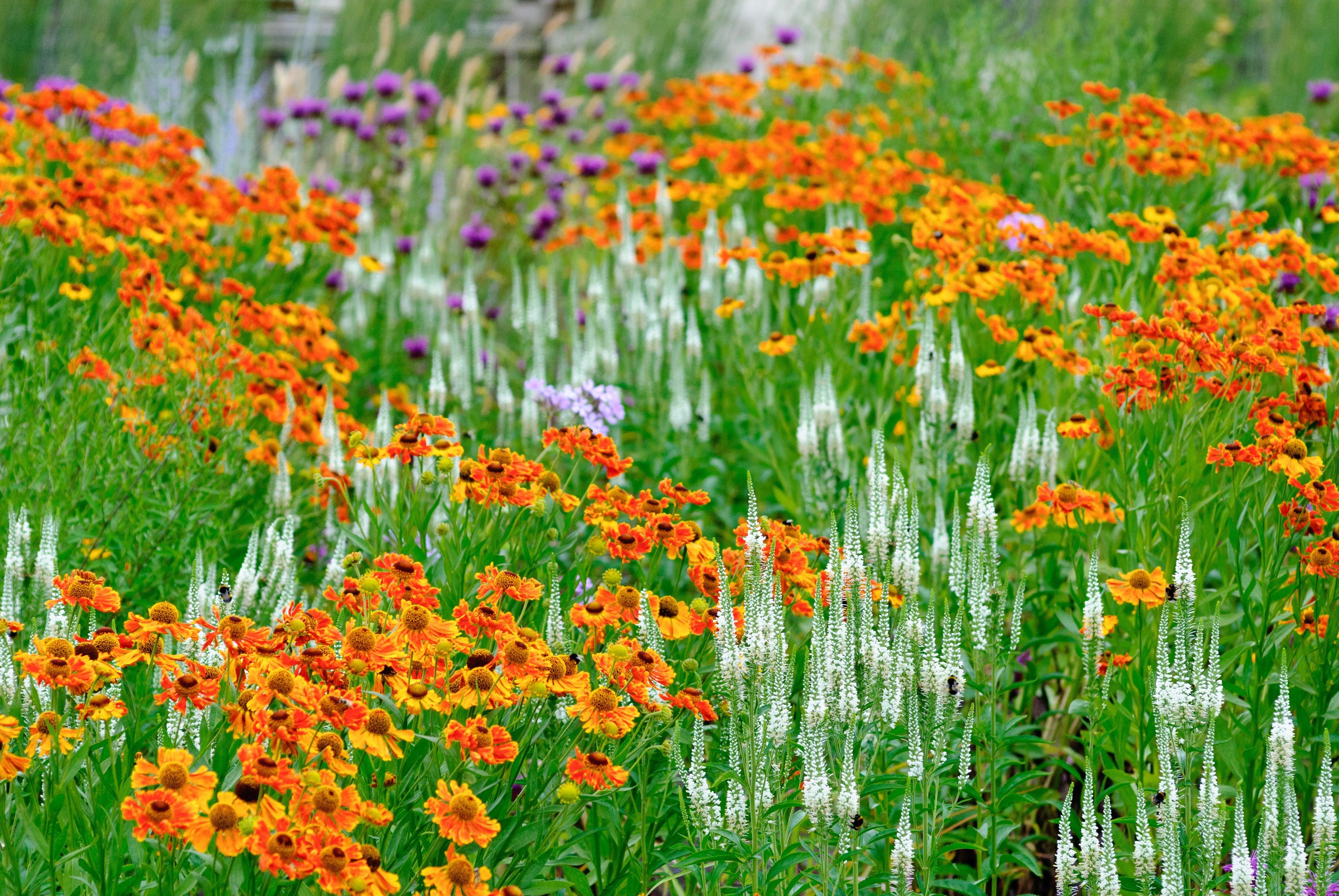 Perennial Meadow Gardening