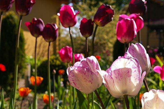 Bulbs Pots & Borders