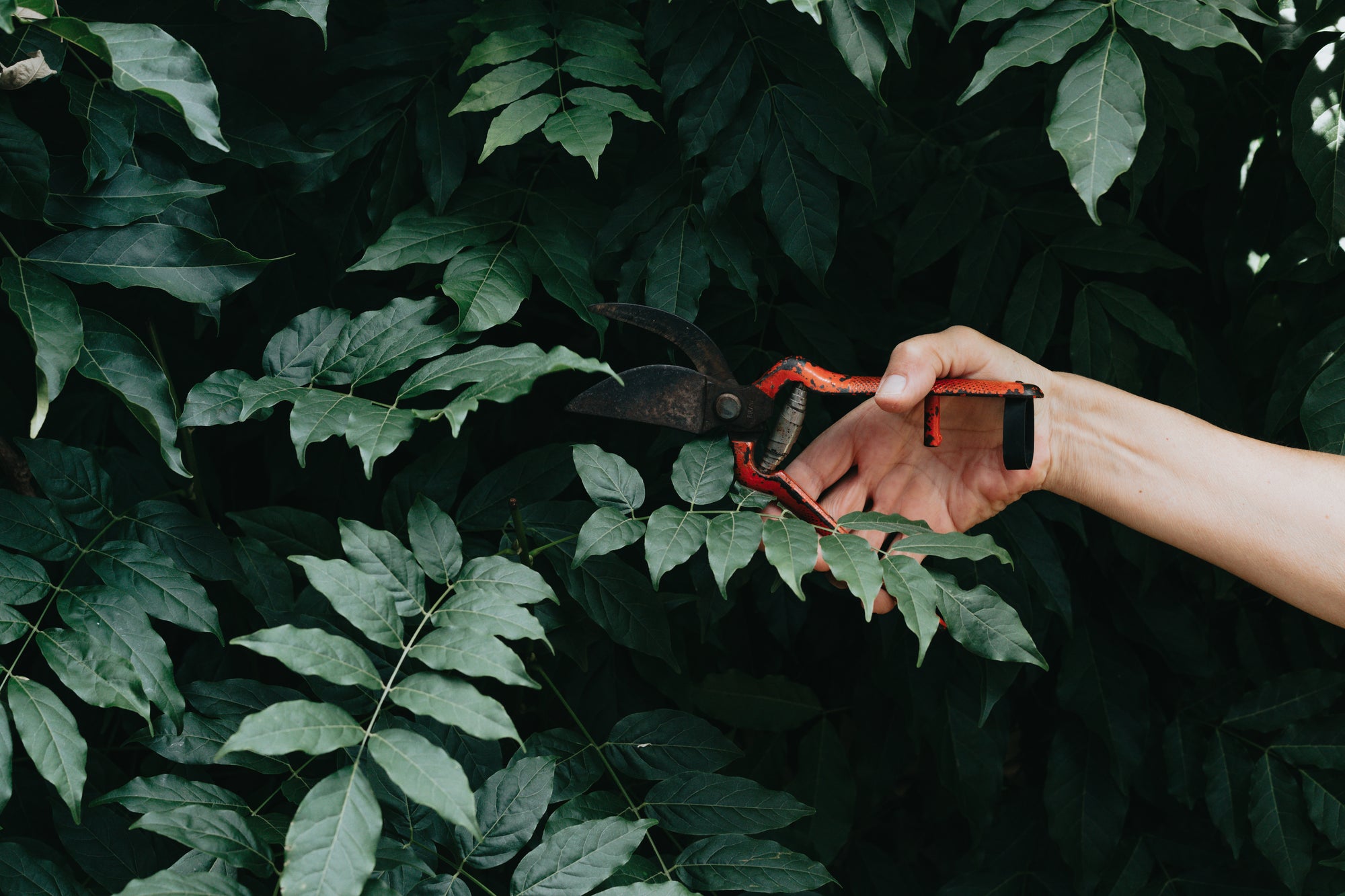 LWE Gardening pruner